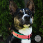 Teal wider colour with coral pink 1" front colour. Model is a 55lb shepherd mix.