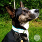 Sky blue wider colour with white 1" front colour. Model is 55lb shepherd mix.
