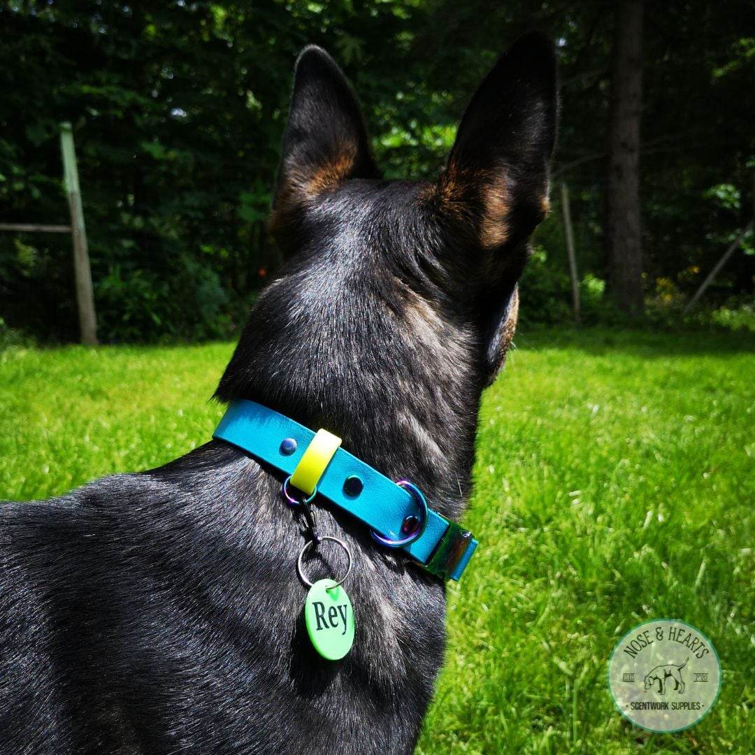 Main colour blue lagoon with accent colour (straps) neon yellow. Model is 55lb shepherd mix.