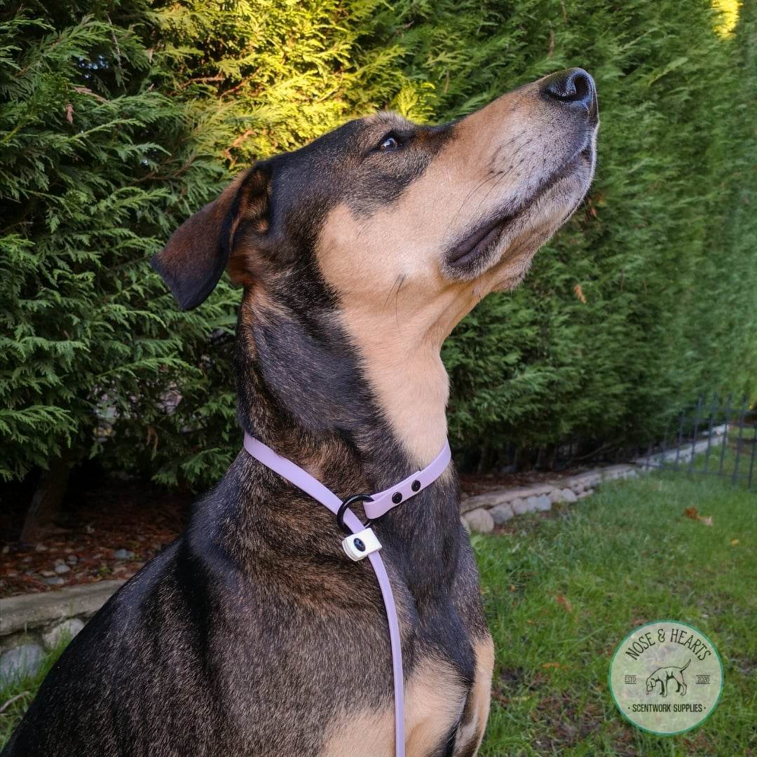 Chewy (80lb) Dobe X with 1/2" with lavender and white