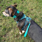 Teal traffic leash paired with teal Ruffwear Front Range Harness Aurora Teal and 1.5" Biothane Quick release collar