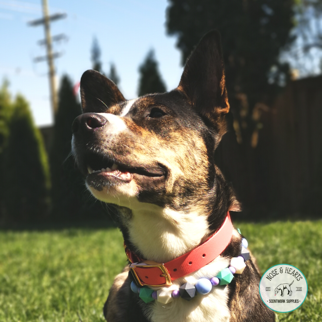  BioThane® Collar  with rose gold hardware and coral pink strap