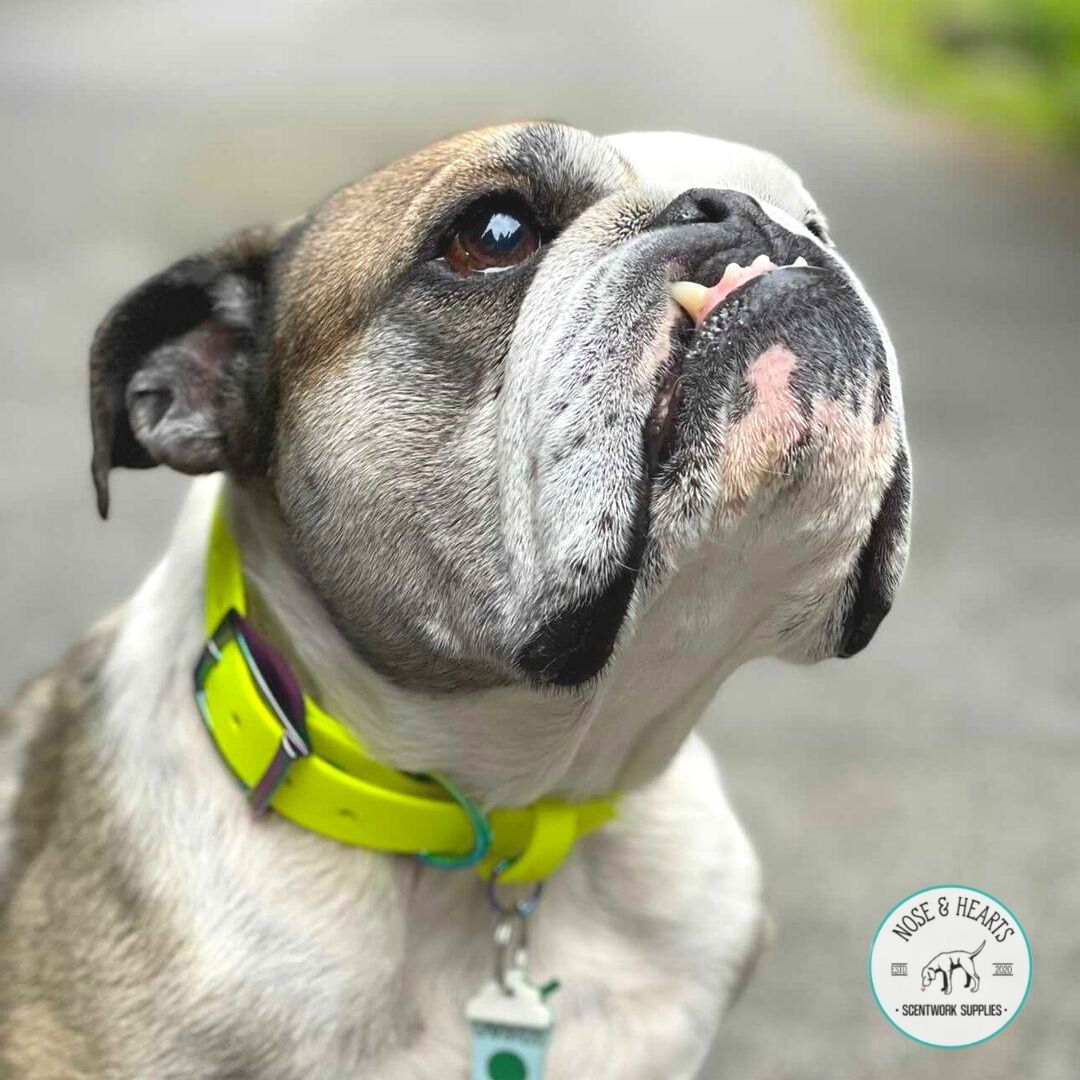 Neon yellow with rainbow hardware Biothane collar