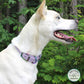 Lavender and rainbow hardware on a biothane collar