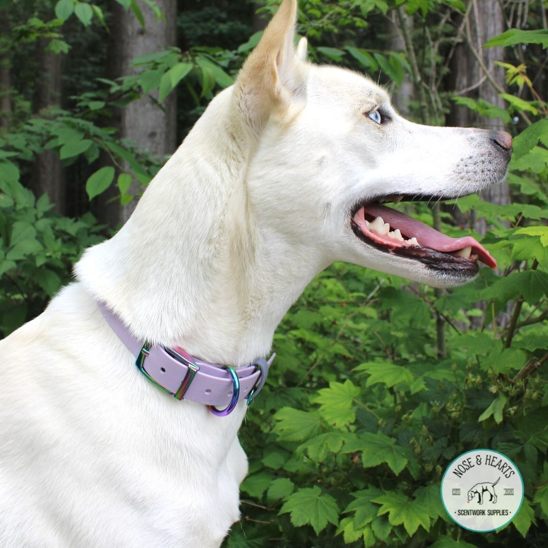 Lavender and rainbow hardware on a biothane collar