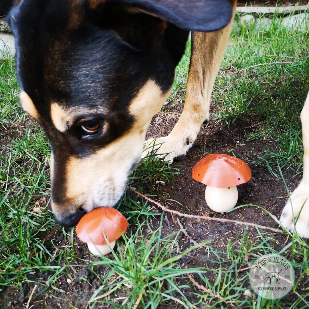 Mushroom Vessel (1 Pack)