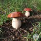 Mushroom Vessel (1 Pack)